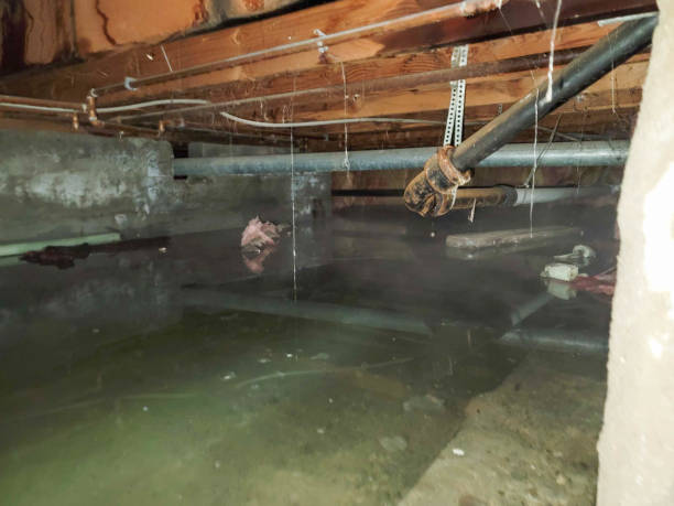 Best Flood damage cleanup  in Bayonne, NJ